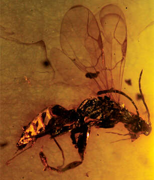 Image of dryinids