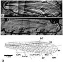 صورة <i>Nobloedischia rasnitsyni</i> Beckemeyer 2011