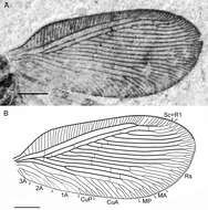 Berothidae的圖片