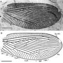 Слика од <i>Sinosmylites fumosus</i> Makarkin et al. 2011