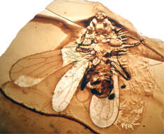 Image de Pachytroctidae