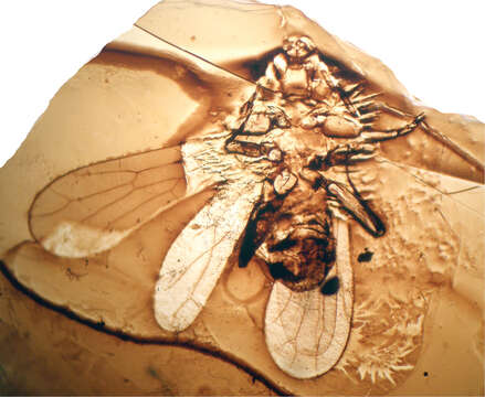 Image of Libanopsyllipsocus