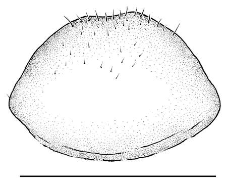 Image of Libanopsyllipsocus