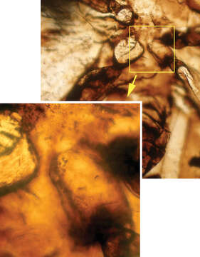 Image of Libanopsyllipsocus Azar & Nel 2011