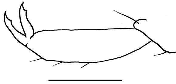 Image of Libanopsyllipsocus