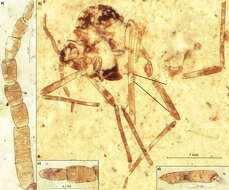 Image of Palaeoaphidoidea