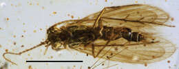 Image of psychomyiidae trumpet-net and tube-making caddisflies