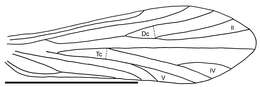 Image of psychomyiidae trumpet-net and tube-making caddisflies