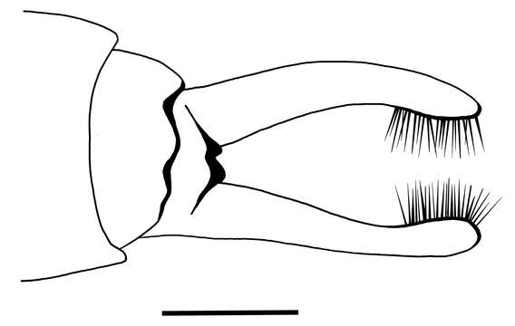Image of psychomyiidae trumpet-net and tube-making caddisflies