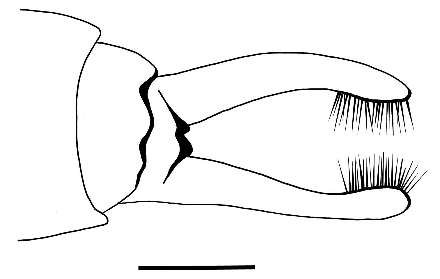 Image of psychomyiidae trumpet-net and tube-making caddisflies