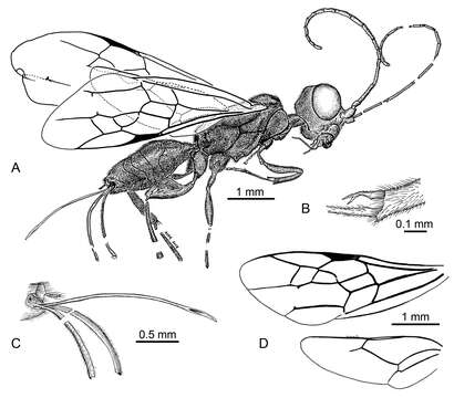 Image of Ahiromaimetsha