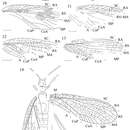 Plancia ëd <i>Mezenalicula connata</i> Aristov & Storozhenko 2011