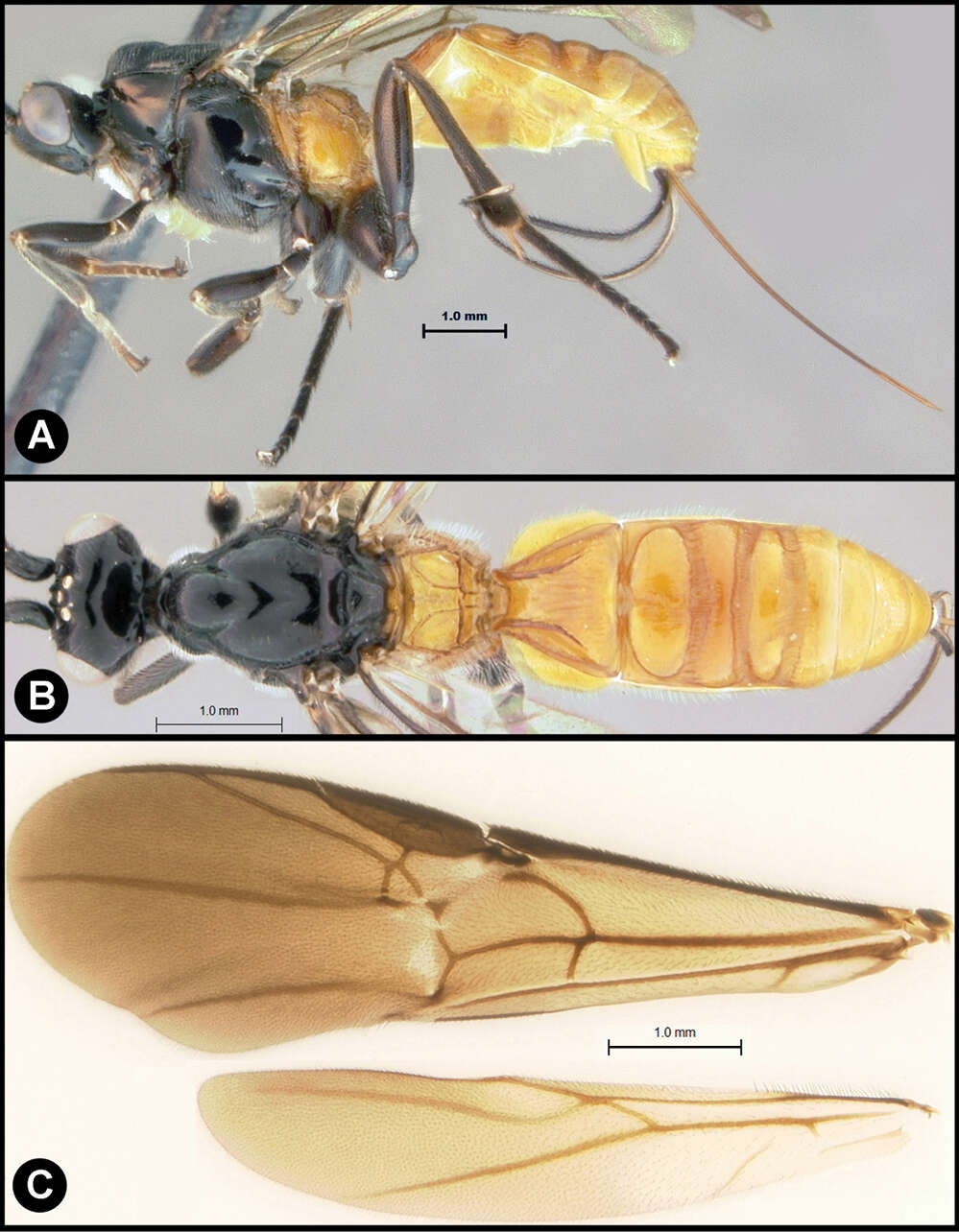 Image of <i>Lytopylus gregburtoni</i>