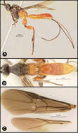 Image of <i>Lytopylus jessicadimauroae</i>