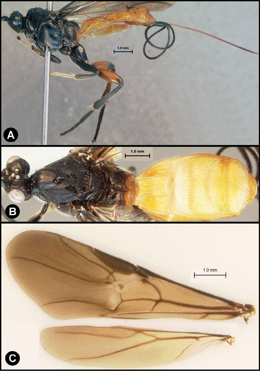 Image of <i>Lytopylus jessiehillae</i>