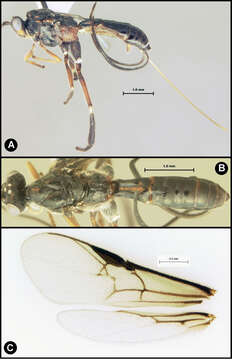 Image of <i>Lytopylus rebeccashapleyae</i>