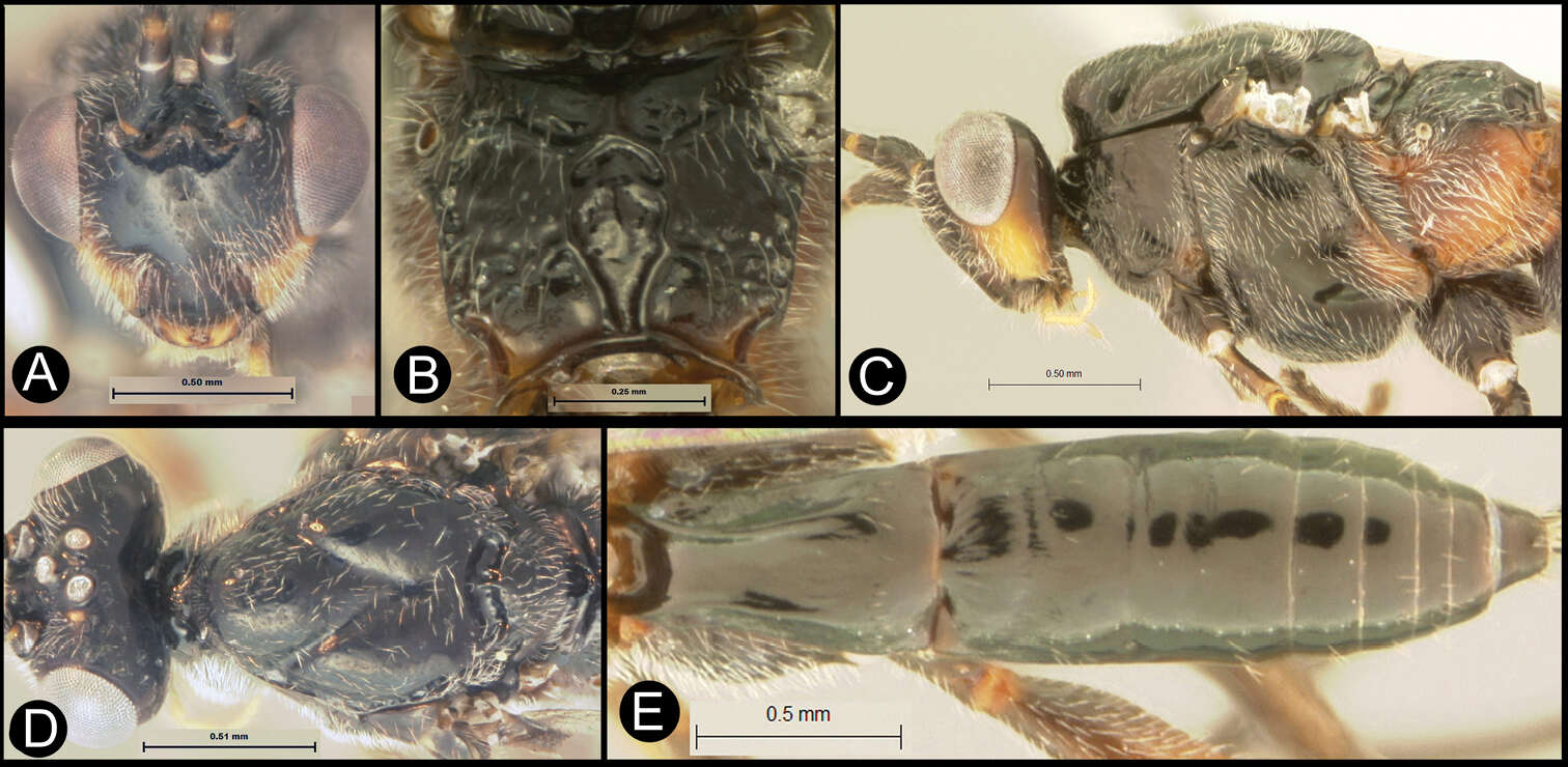 Image of <i>Lytopylus rebeccashapleyae</i>