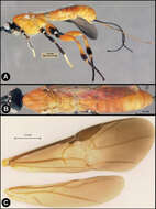 Image of <i>Lytopylus robpringlei</i>