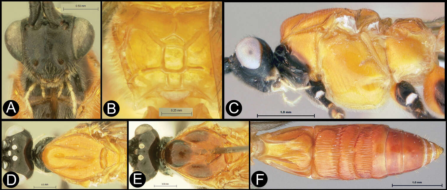 Image of <i>Lytopylus robpringlei</i>