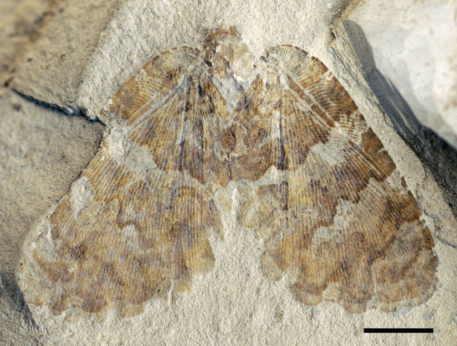 Image of Undulopsychopsis