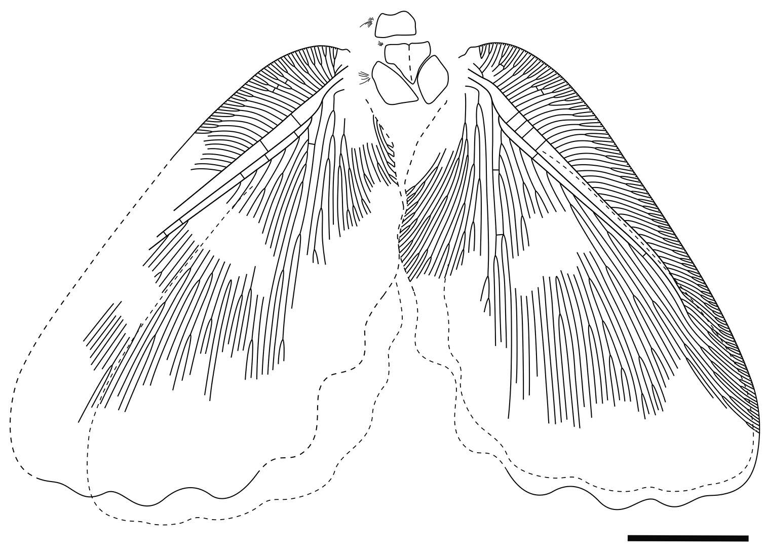 Image of Undulopsychopsis