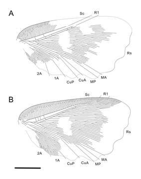 Image of Undulopsychopsis