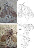 صورة Pseudopolycentropodidae