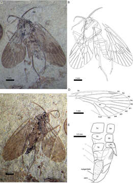 Image of Pseudopolycentropodidae