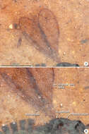 Image of Eoeustochus Huber