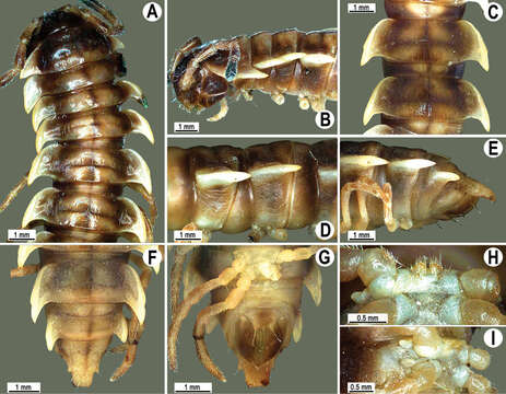 Image of Orthomorpha subelevata Likhitrakarn, Golovatch & Panha 2011