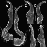 Image of Orthomorpha similanensis Likhitrakarn, Golovatch & Panha 2011