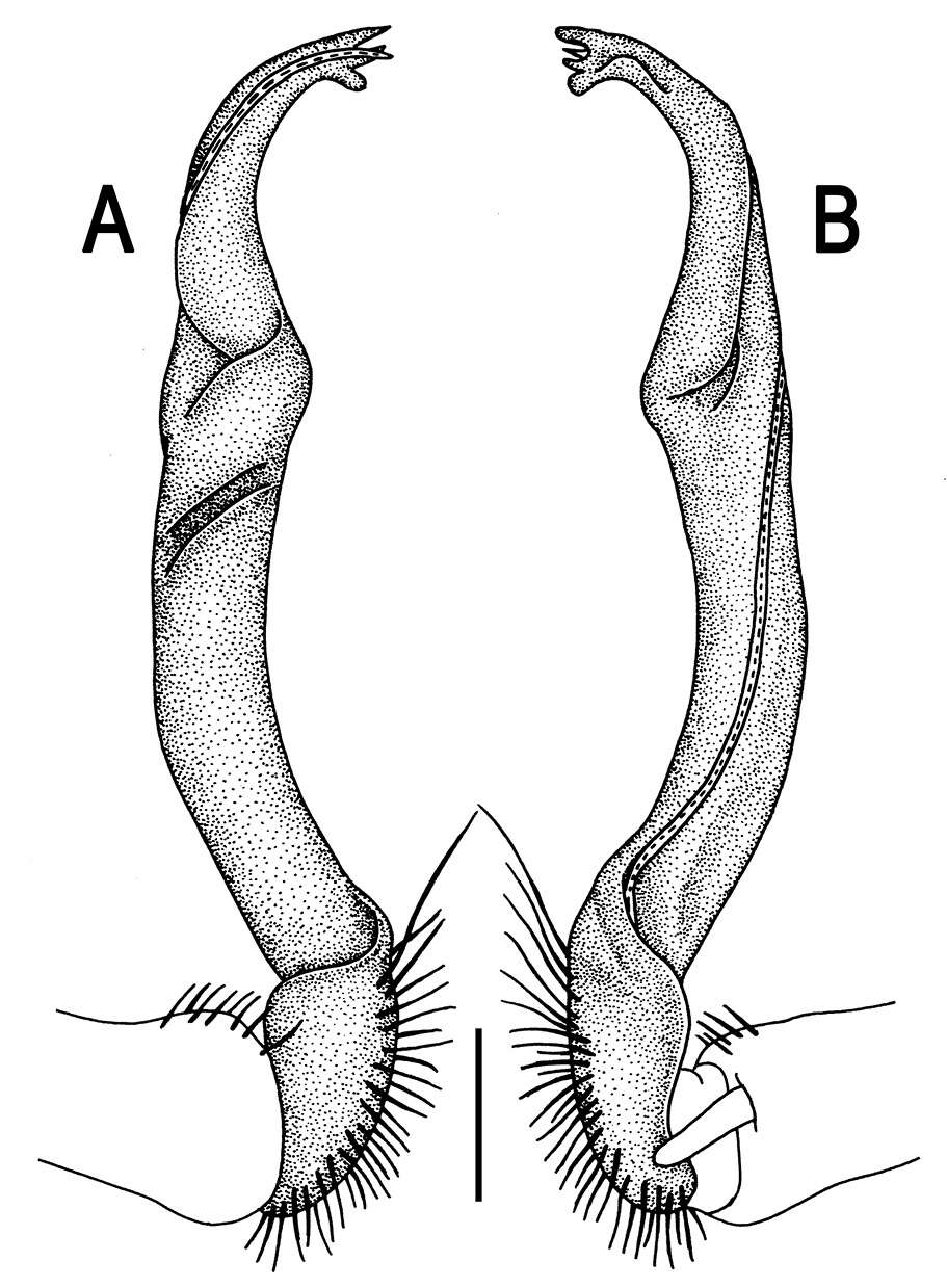 Image of Orthomorpha similanensis Likhitrakarn, Golovatch & Panha 2011