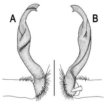 Image of Flat-backed Millipedes