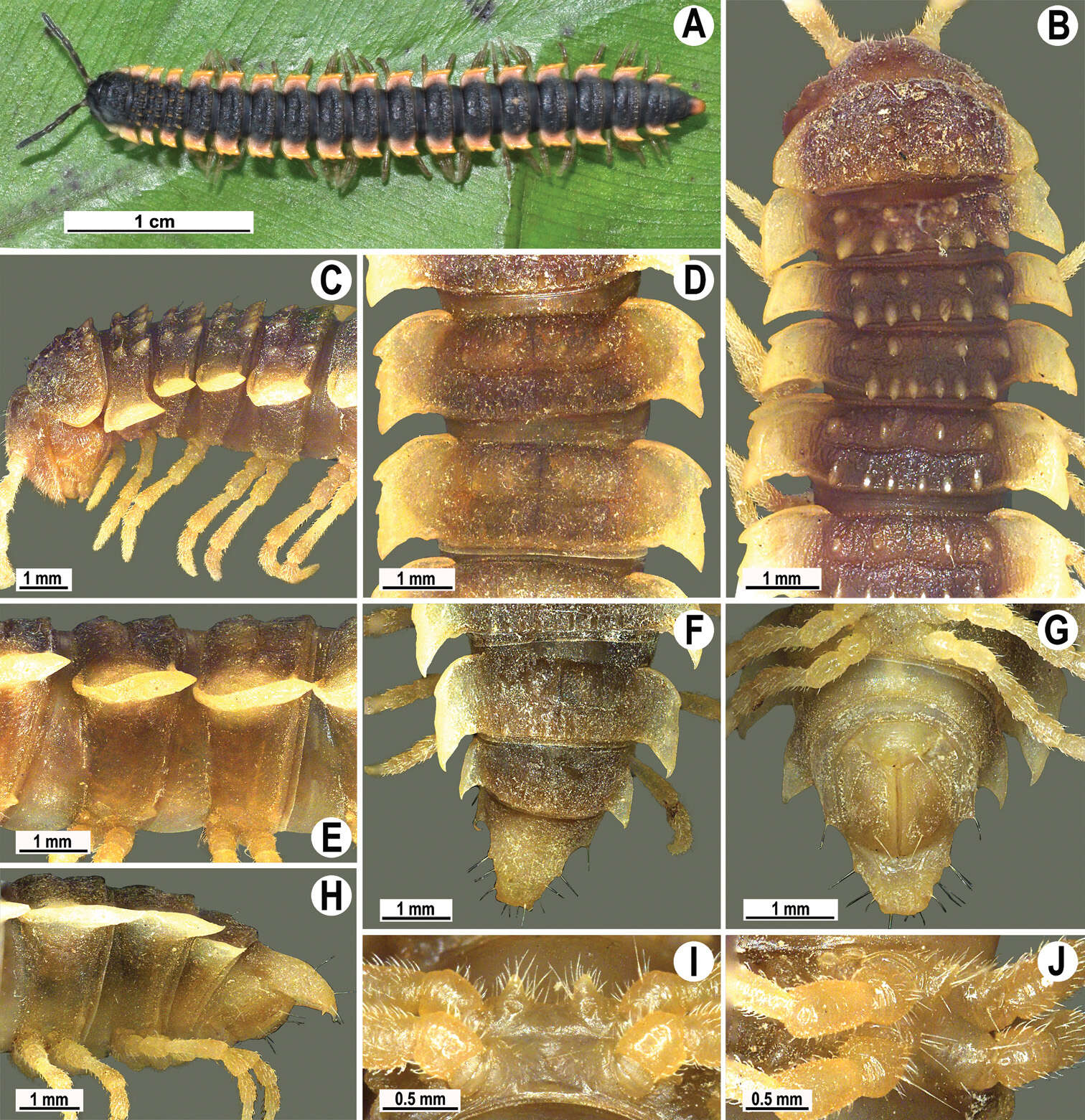 Image of Orthomorpha tuberculifera Likhitrakarn, Golovatch & Panha 2011