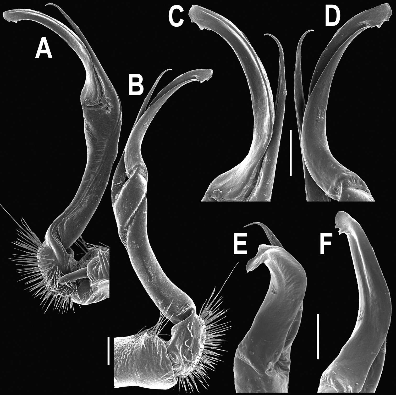 Image of Orthomorpha tuberculifera Likhitrakarn, Golovatch & Panha 2011