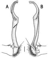 Image of Orthomorpha tuberculifera Likhitrakarn, Golovatch & Panha 2011