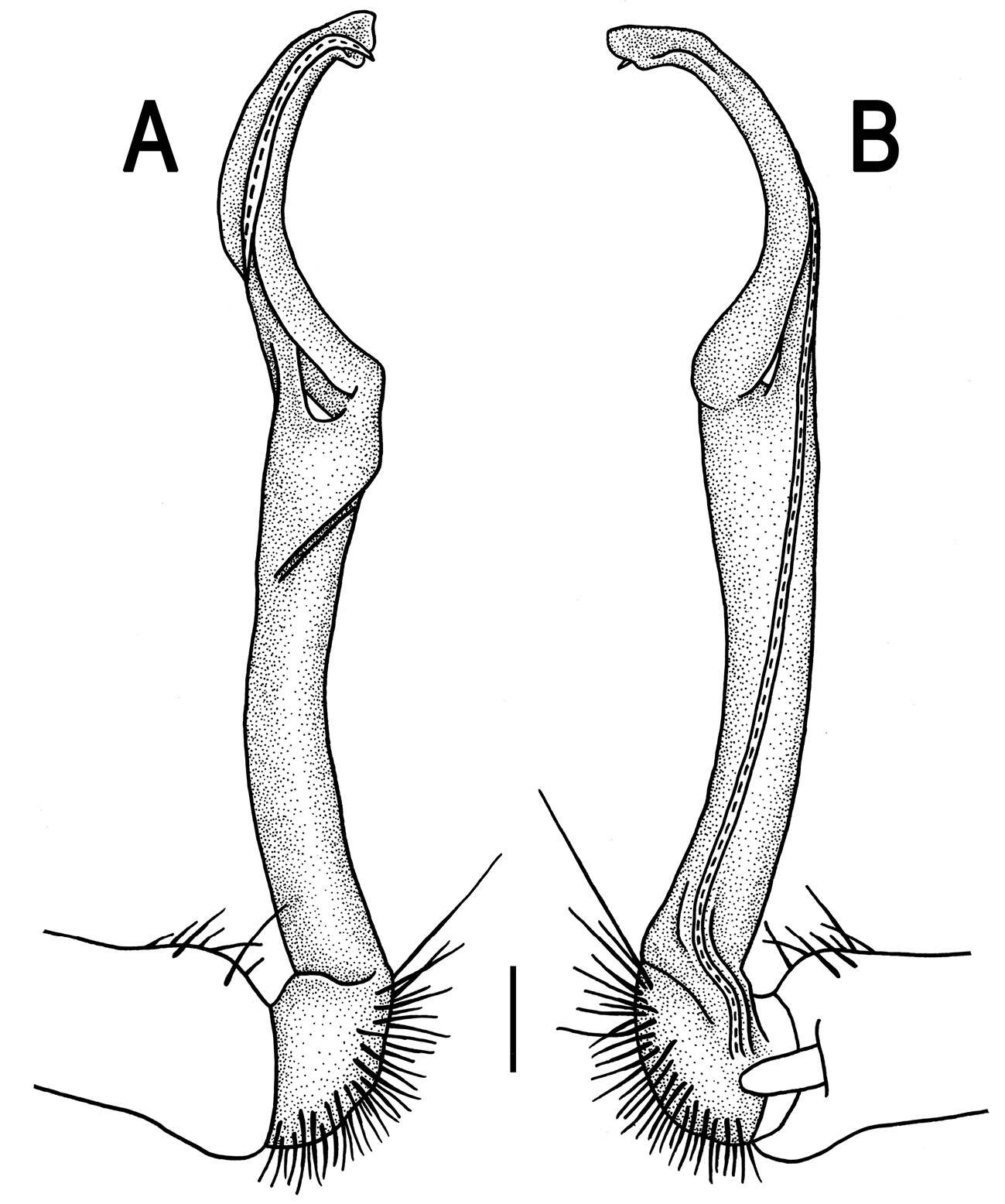 Image of Orthomorpha tuberculifera Likhitrakarn, Golovatch & Panha 2011