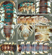 Image of Orthomorpha subtuberculifera Likhitrakarn, Golovatch & Panha 2011