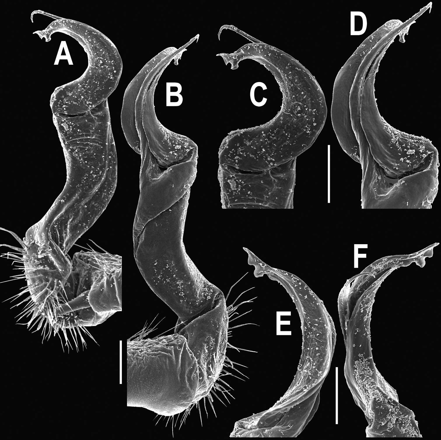 Image of Orthomorpha subtuberculifera Likhitrakarn, Golovatch & Panha 2011