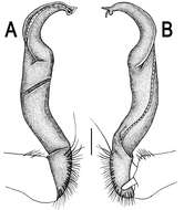 Image of Orthomorpha subtuberculifera Likhitrakarn, Golovatch & Panha 2011