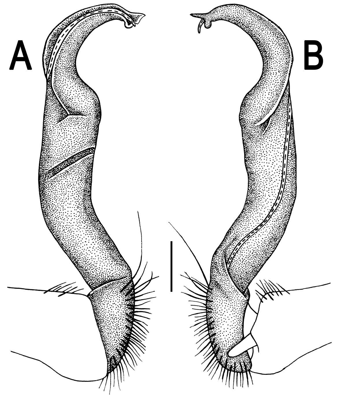 Image of Orthomorpha subtuberculifera Likhitrakarn, Golovatch & Panha 2011