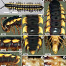 Image de Orthomorpha communis Likhitrakarn, Golovatch & Panha 2011