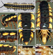 Image of Orthomorpha communis Likhitrakarn, Golovatch & Panha 2011