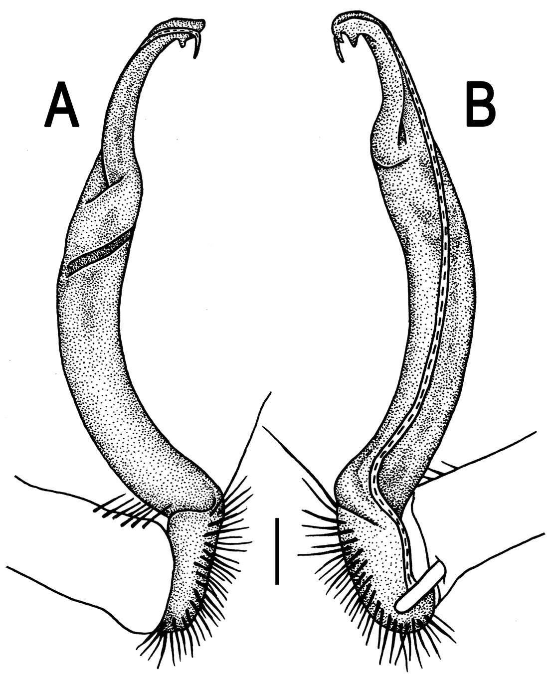 Image of Orthomorpha communis Likhitrakarn, Golovatch & Panha 2011