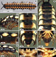 Image of Orthomorpha atypica Likhitrakarn, Golovatch & Panha 2011