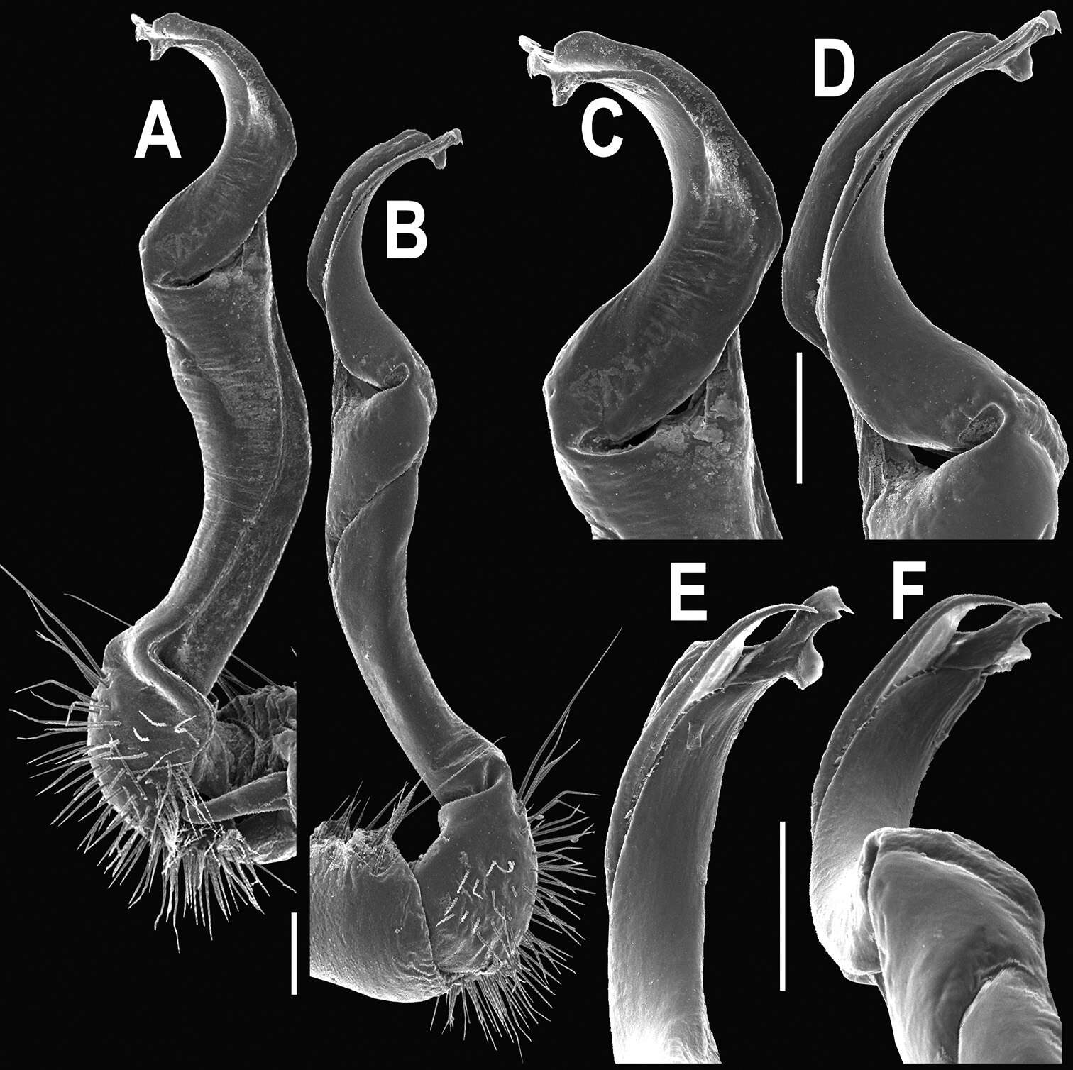 Image of Orthomorpha atypica Likhitrakarn, Golovatch & Panha 2011