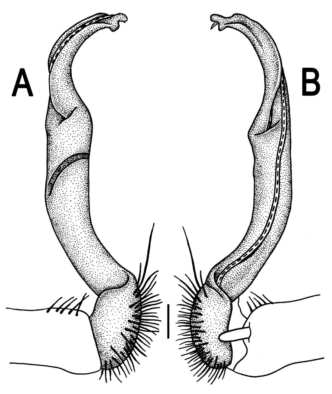 Image of Orthomorpha atypica Likhitrakarn, Golovatch & Panha 2011