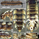 Image de Orthomorpha latiterga Likhitrakarn, Golovatch & Panha 2011