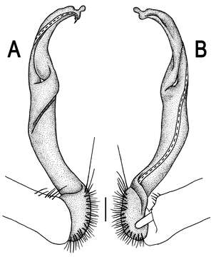 Image de Orthomorpha latiterga Likhitrakarn, Golovatch & Panha 2011