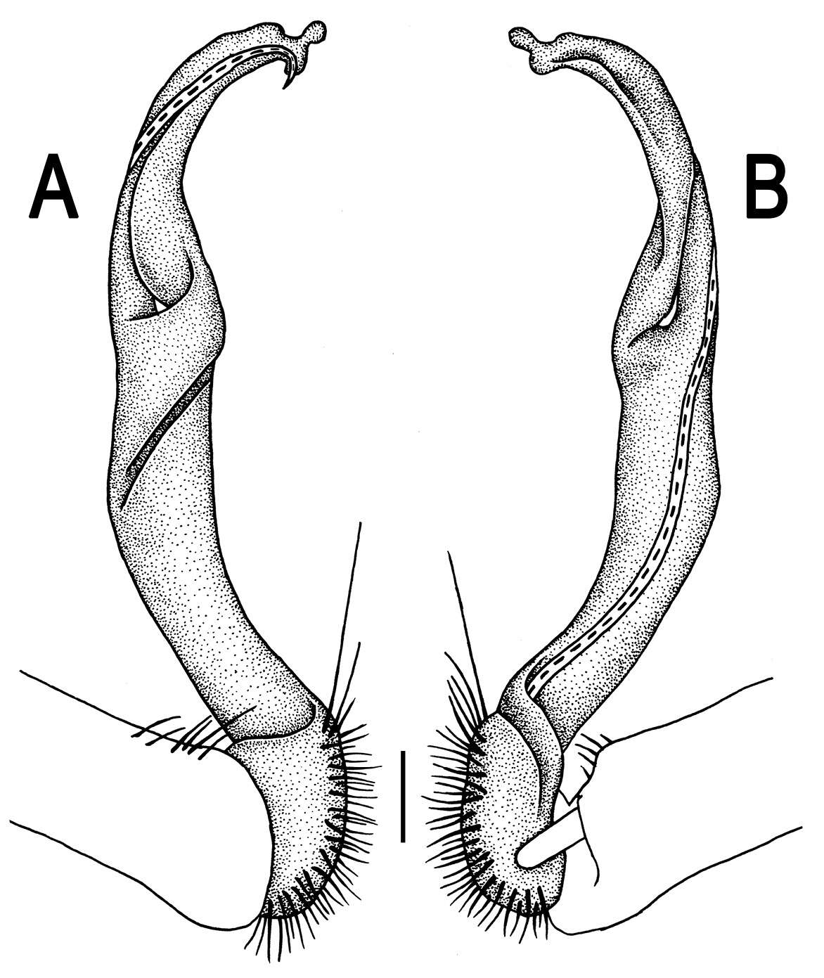 Image de Orthomorpha latiterga Likhitrakarn, Golovatch & Panha 2011